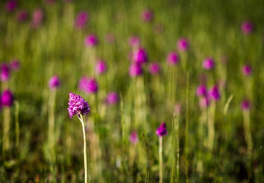 Prairie d' orchidée Pyramidal