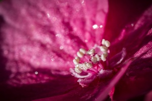 Rosée florale du matin